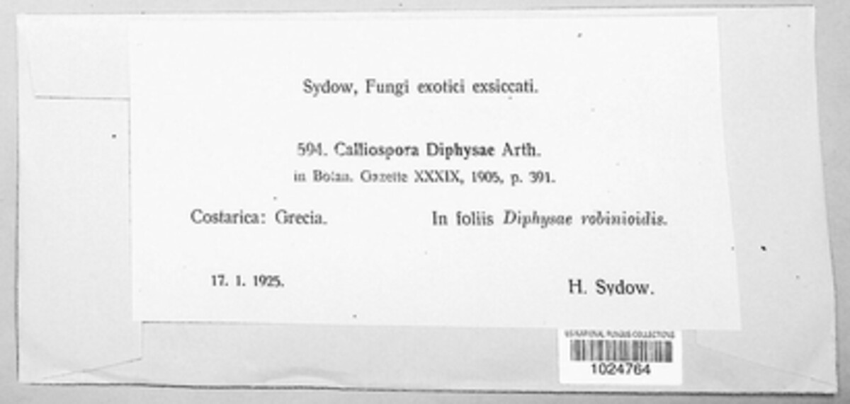 Uropyxis diphysae image